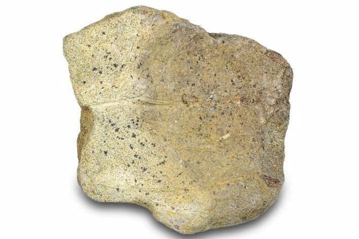 Dinosaur (Triceratops) Frill Shield Section - Montana #263683